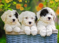Ravensburger puzzel schattige puppies - legpuzzel - 200 XXL stukjes honden